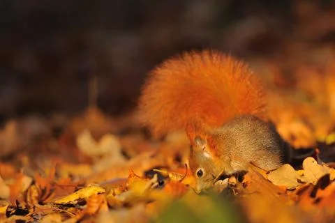 Red squirrel on the orange fallen leafs in autumn 스톡 사진