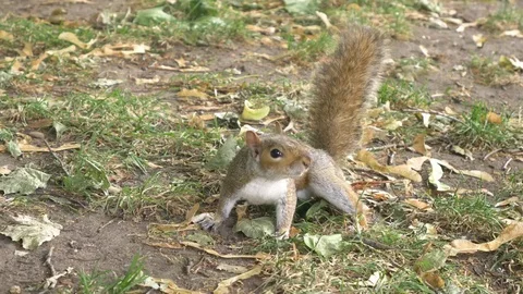 Red squirrel in park curious watching searching food grey mammal close up slowmo Stock Footage 80390462
