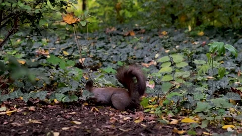Red squirrel in park curious watching searching food grey mammal close up Stock Footage 149078190
