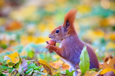 Red squirrel in park Stock Photos