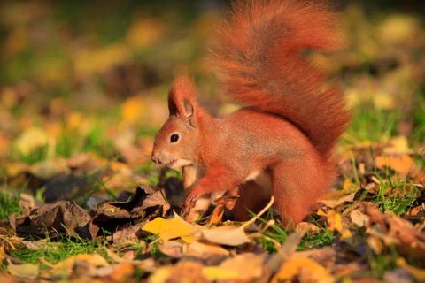 Red squirrel in park Stock Photos