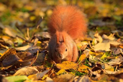Red squirrel in park Stock Photos