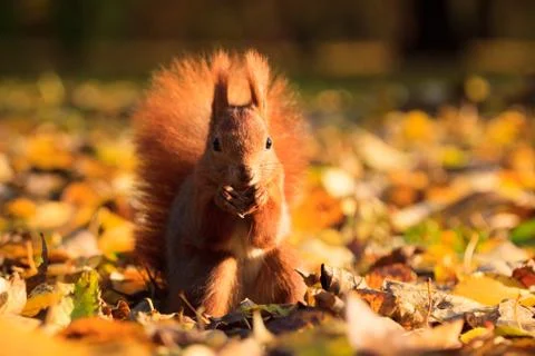 Red squirrel in park Stock Photos