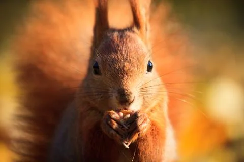 Red squirrel in park Stock Photos