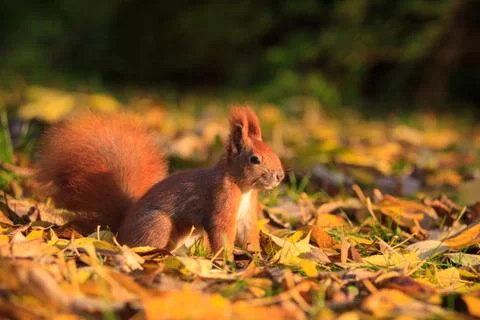 Red squirrel in park Stock Photos
