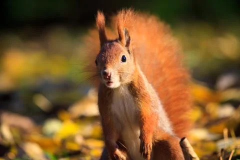 Red squirrel in park Stock Photos