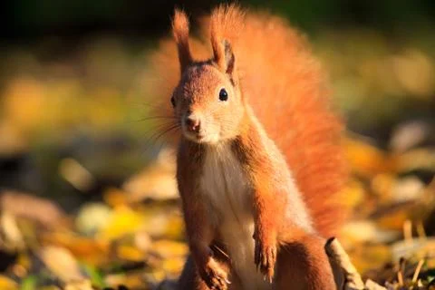Red squirrel in park Stock Photos