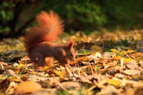 Red squirrel in park Stock Photos