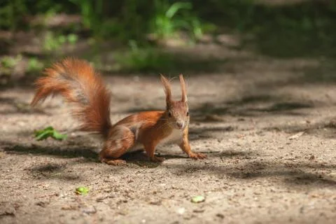 Red squirrel in the park Stock Photos