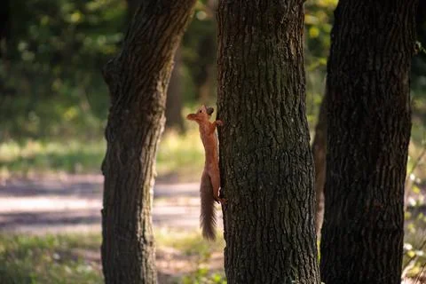 A red squirrel in the park Stock Photos