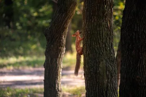 A red squirrel in the park Stock Photos