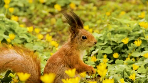 Red squirrel in the park. A squirrel eats a walnut. Beautiful rodent Stock Footage 153864440