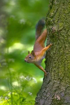 Red Squirrel in Park in summer Red Squirrel in Park in summer. The animal ... Stock Photos
