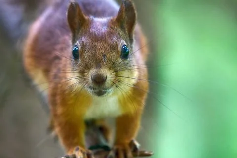 Red squirrel in Park on twig Take care of animals and to feed them in hung... Stock Photos