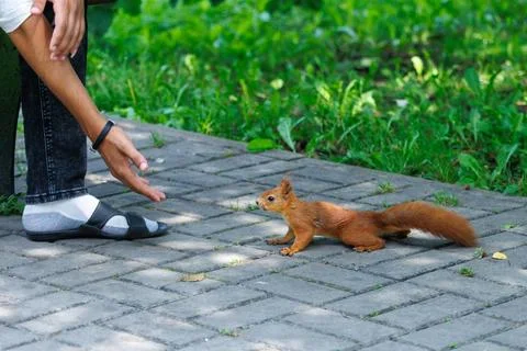 Red squirrel on a paved path. Person offers food gently. Green grass surrou.. Stock Photos