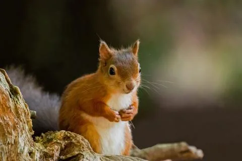Red Squirrel Paws Up Stock Photos