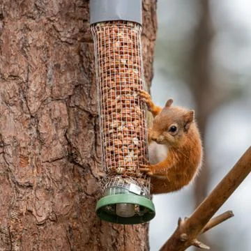 Red Squirrel on a peanut bird feeder Stock Photos