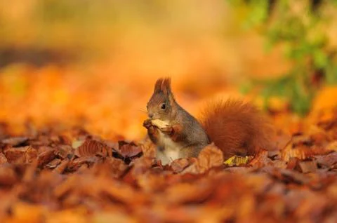 Red squirrel with peanut on the ground full of orange leafs 스톡 사진