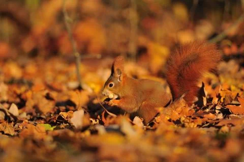 Red squirrel with peanut on the ground full of orange leafs Stock Photos