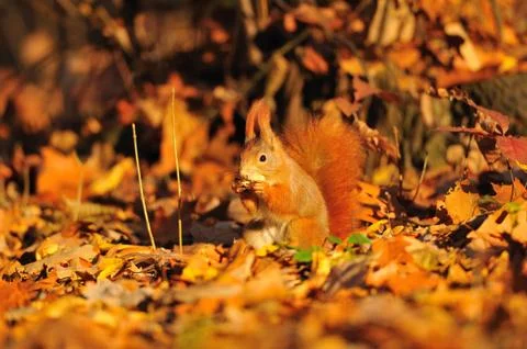 Red squirrel with peanut on the ground full of orange leafs 스톡 사진