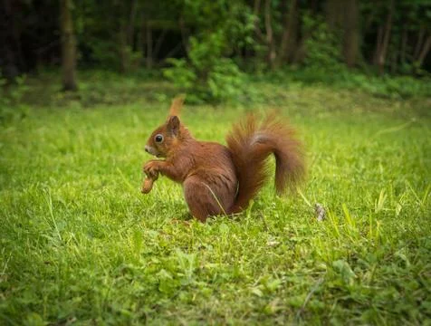 Red Squirrel With Peanut Stock Photos