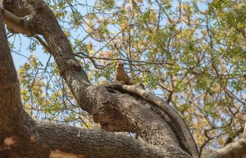Red Squirrel with a Peanut.. Stock Photos