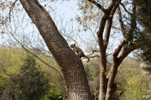 Red Squirrel with a Peanut.. Stock Photos