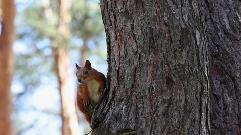 Red Squirrel Peering Around A Pine Tree Trunk In Forest Stock Footage 343279759