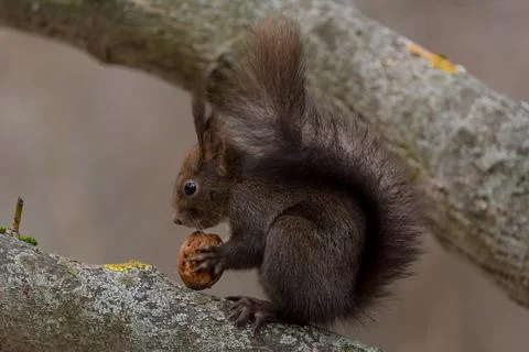 Red squirrel perched on a branch in an attempt to break a walnut and eat it Stock Photos