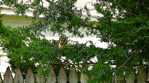 Red Squirrel perched on a branch Stock Footage 79477496
