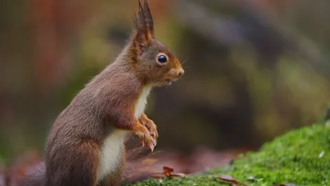 Red squirrel perched on mossy ground, its fur rustling gently in the forest Stock Footage 340861652