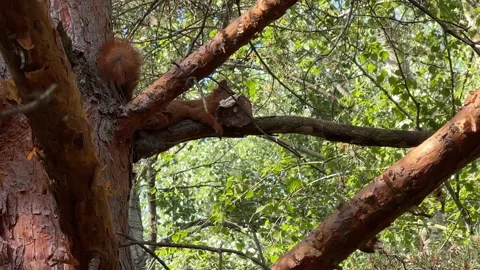 Red squirrel perched on pine tree branch with nesting material 库存影片 336487409