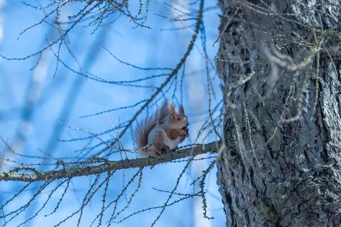 Red squirrel perched on thin branch, framed by icy blue sky, tufted ears aler Stock Photos