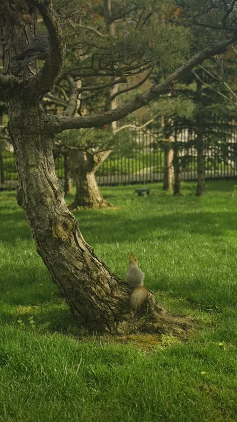 Red squirrel perched at tree base Video stock 335950691