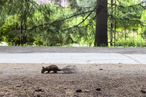 Red squirrel perched on a tree stump eating a hazelnut with a green backgroun Stock Photos
