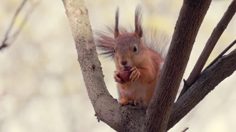 Red squirrel perches on tree branch, eating nut Video stock 333989494