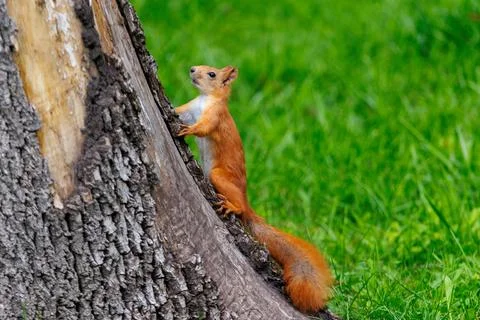 Red squirrel perches on tree trunk Stock Photos