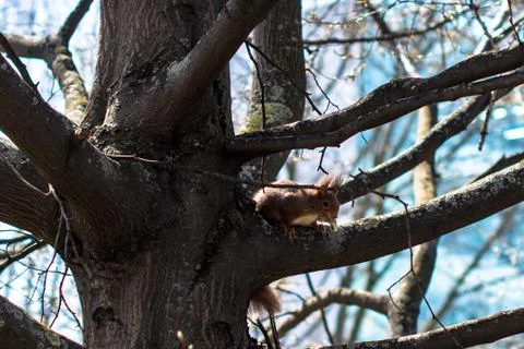 Red squirrel Stock Photos