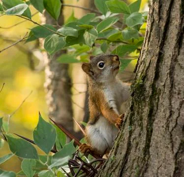 Red squirrel Stock Photos