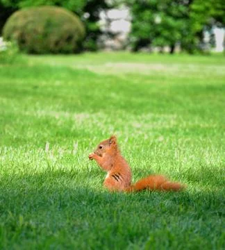 Red squirrel Stock Photos