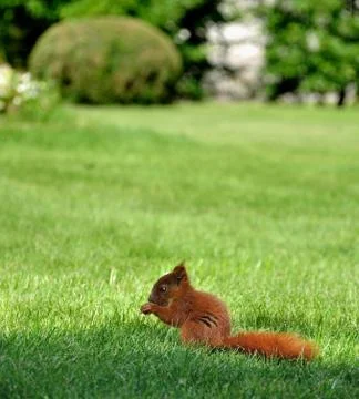 Red squirrel Stock-Fotos