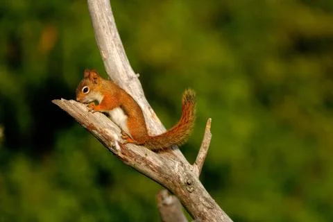 Red squirrel Foto stock
