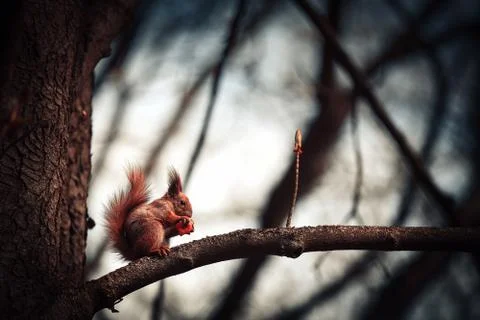 Red Squirrel 스톡 사진