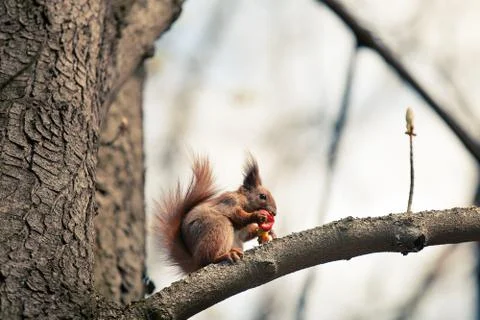 Red Squirrel 스톡 사진