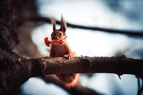 Red Squirrel Stock Photos