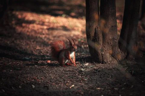 Red Squirrel 스톡 사진