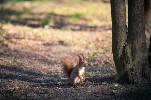 Red Squirrel 스톡 사진