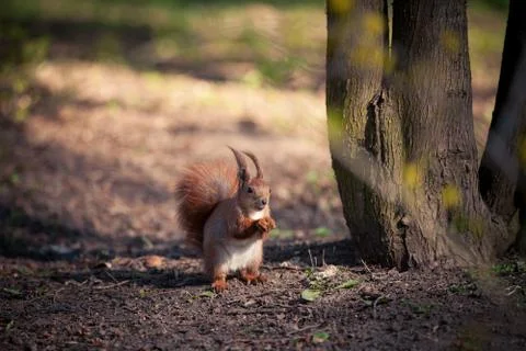Red Squirrel Stock Photos