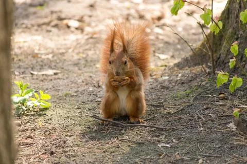 Red Squirrel Stock Photos