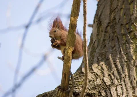 Red squirrel Stock Photos
